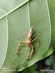 Viciria pavesii