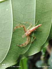 Viciria pavesii