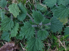 Urtica thunbergiana