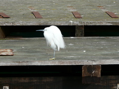 Egretta garzetta