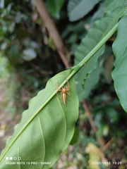 Viciria pavesii