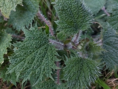 Urtica thunbergiana