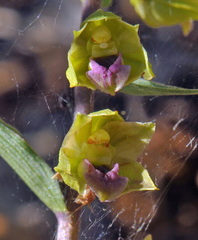 Epipactis kleinii