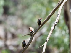 Emblema pictum