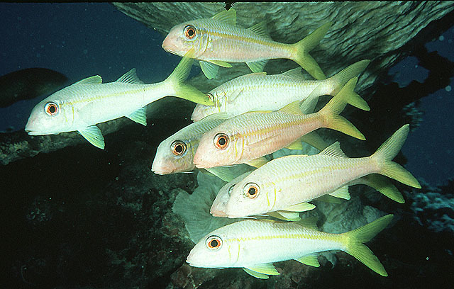 yellowfin goatfish (Bony Fishes (Actinopterygii) of the Hawaiian Islands) ·  iNaturalist