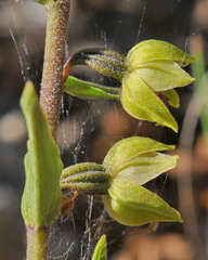 Epipactis kleinii