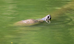 Malayemys macrocephala
