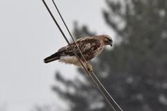 Buteo japonicus