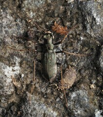 Neocicindela parryi