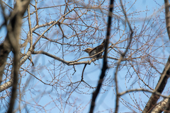 Turdus eunomus