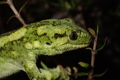 Naultinus rudis