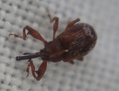 Anthonomus bituberculatus