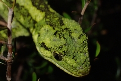 Naultinus rudis