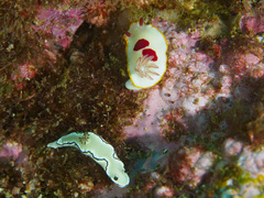 Goniobranchus splendidus
