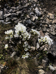 Gentianella corymbifera