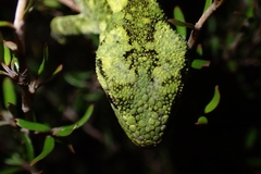 Naultinus rudis