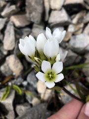 Gentianella corymbifera