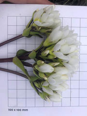 Gentianella corymbifera