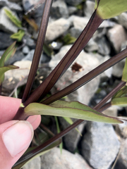 Gentianella corymbifera