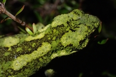 Naultinus rudis