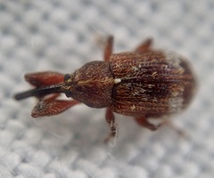 Anthonomus bituberculatus
