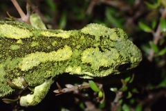 Naultinus rudis