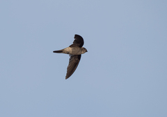 Aerodramus germani