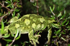 Naultinus rudis