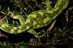 Naultinus rudis
