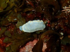 Goniobranchus epicurius