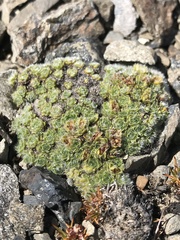 Veronica pulvinaris