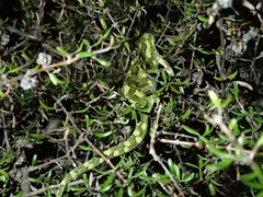 Naultinus rudis