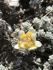 Leucogenes grandiceps