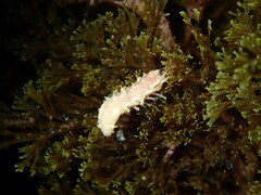 Plesiocolochirus ignavus