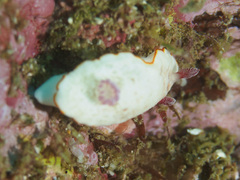 Goniobranchus verrieri