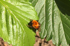 Bombus hypnorum