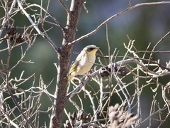 Ptilotula keartlandi