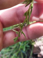 Thesium australe
