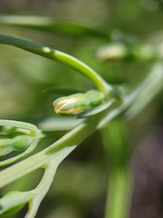 Thesium australe
