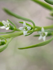 Thesium australe