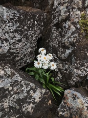 Dolichoglottis scorzoneroides