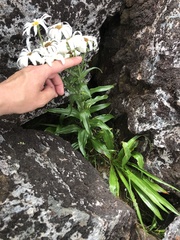 Dolichoglottis scorzoneroides