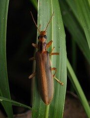 Thelyphassa lineata