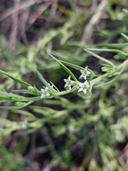 Thesium australe