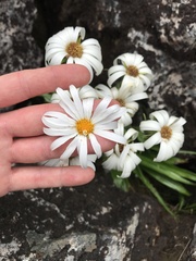 Dolichoglottis scorzoneroides