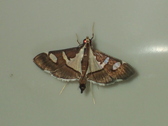 Glyphodes bicolor