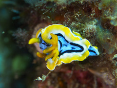 Chromodoris elisabethina