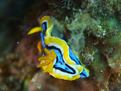 Chromodoris elisabethina