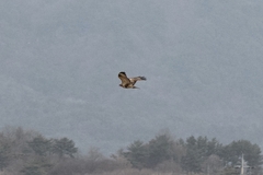 Buteo japonicus
