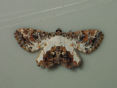 Europlema